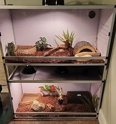 Custom Bearded Dragon Enclosure