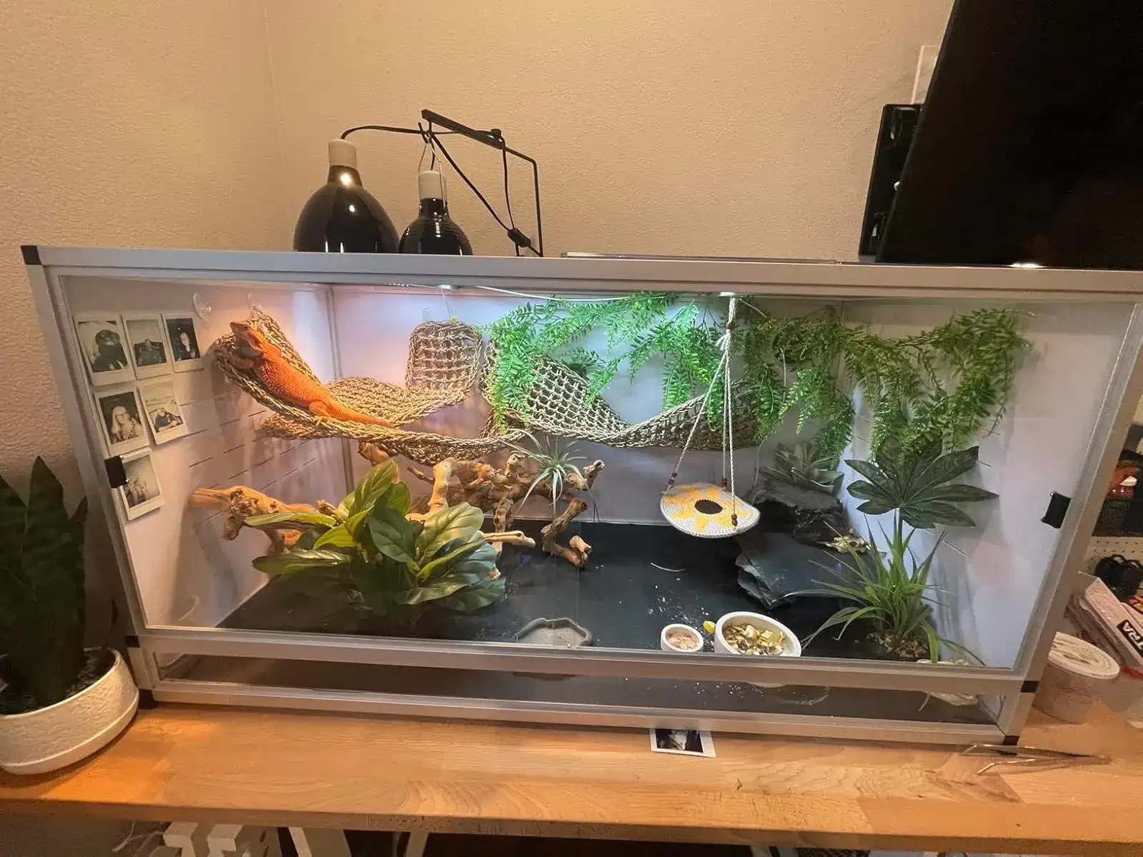 Toxirium PVC reptile enclosure with lizard and lush plant habitat.