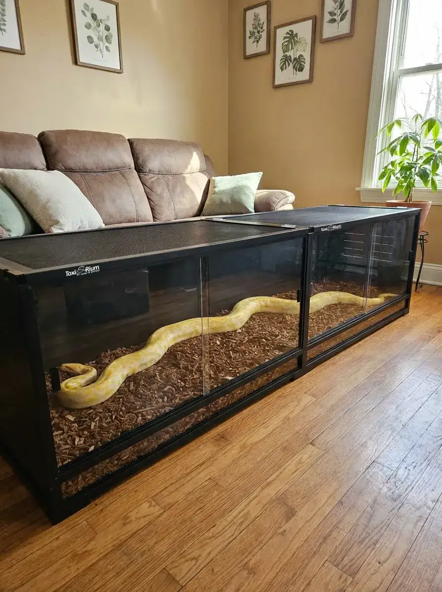 Toxirium PVC reptile enclosure with pale yellow snake on home floor