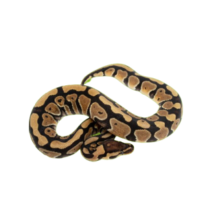 Ball Python Enclosures