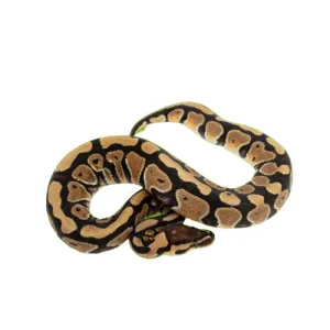 Leopard Gecko Enclosures