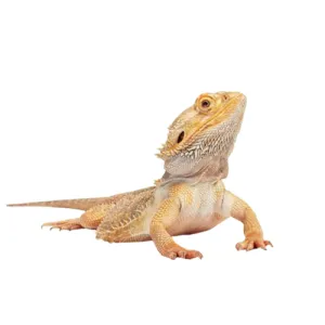 Bearded Dragon Enclosures