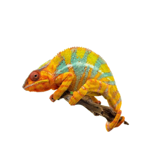 Corn Snake Enclosures