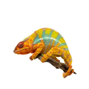 Ball Python Enclosures