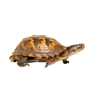 Toxirium turtle with patterned brown-yellow shell walking on white.