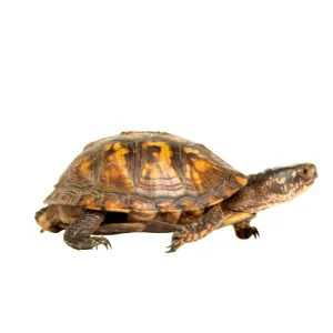 Corn Snake Enclosures