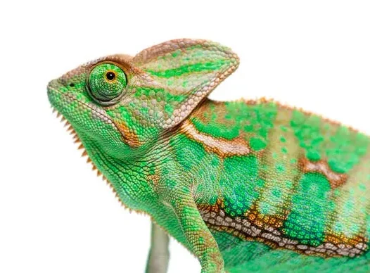 Custom Reptile Builds