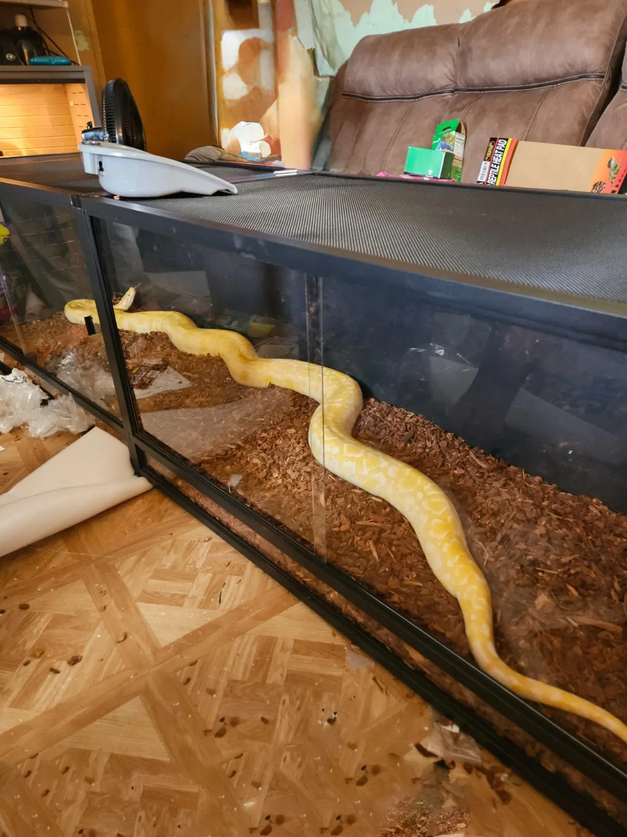 Toxirium dual reptile terrarium with snake, placed on a workbench.